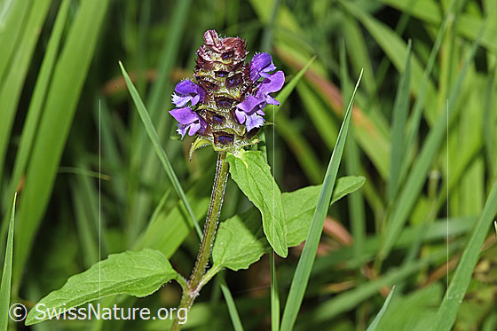 Foto: Gemeine Brunelle (Prunella vulgaris). Ganze Pflanze (Habitus). Höhe: 29cm.