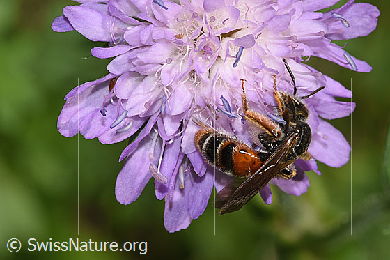 Photo: Andrena hattorfiana on Knautia dipsacifolia. Length 15mm. Female. View from the side.
