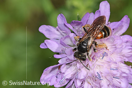 Photo: Andrena hattorfiana on Knautia dipsacifolia. Length 15mm. Female. View from above.