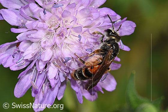 Photo: Andrena hattorfiana on Knautia dipsacifolia. Length 15mm. Female. View from the side.