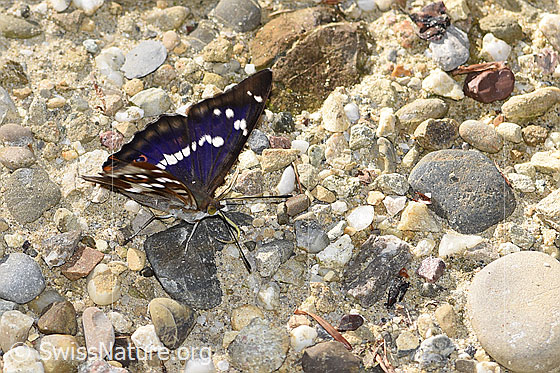 Foto: Grosser Schillerfalter (Apatura iris). Flügel halb geöffnet. Ansicht von seitlich vorne oben.