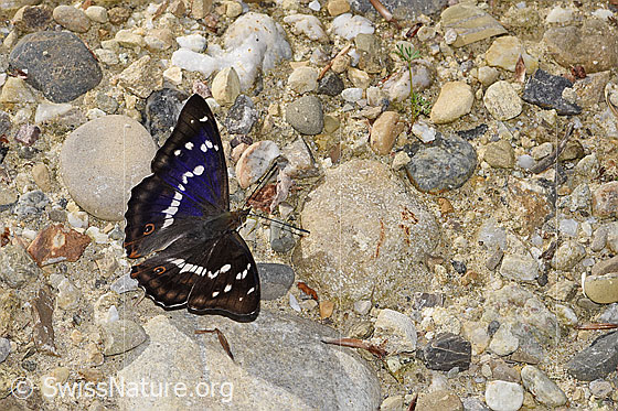 Photo: Apatura iris. Wings open. View from the side above.