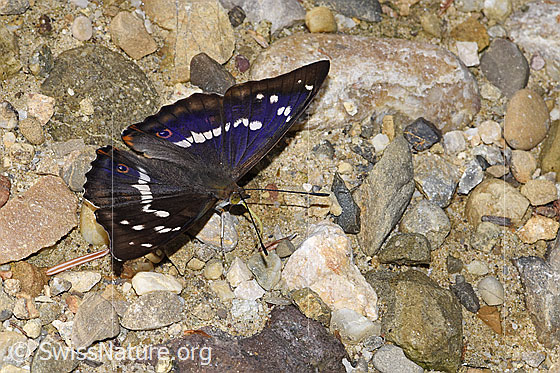 Photo: Apatura iris. Wings open. View from the front top side.