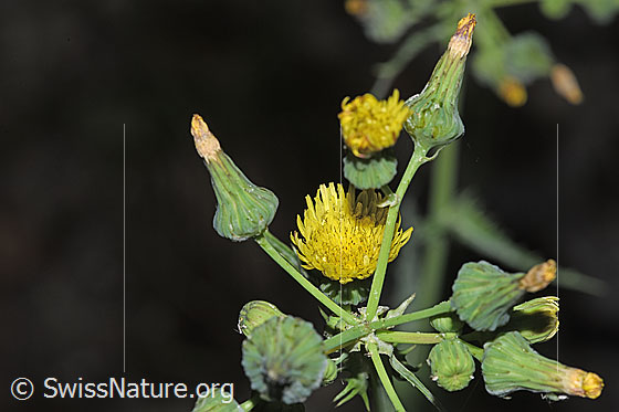 Raue Gänsedistel (Sonchus asper)