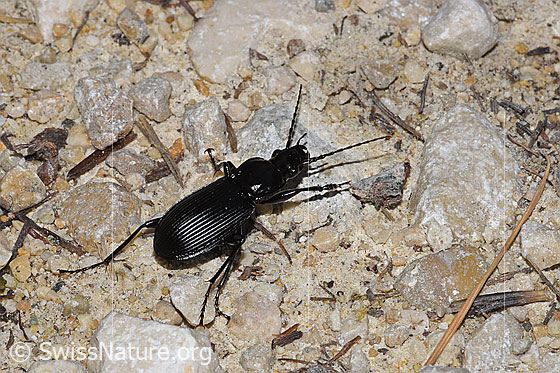 Grosser Grabkäfer (Pterostichus niger)