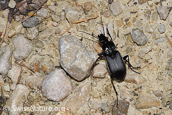 Foto: Grosser Grabkäfer (Pterostichus niger). Länge 20mm. Wird auch Gestreifter Schulterläufer genannt. Ansicht von oben.