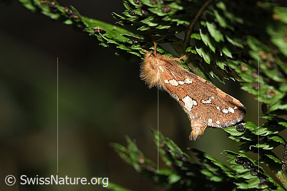 Heidekraut-Wurzelbohrer (Phymatopus hecta)