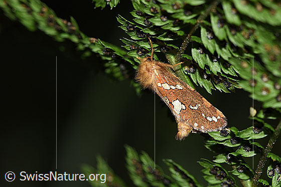 Foto: Heidekraut-Wurzelbohrer (Phymatopus hecta). Ansicht von der Seite.