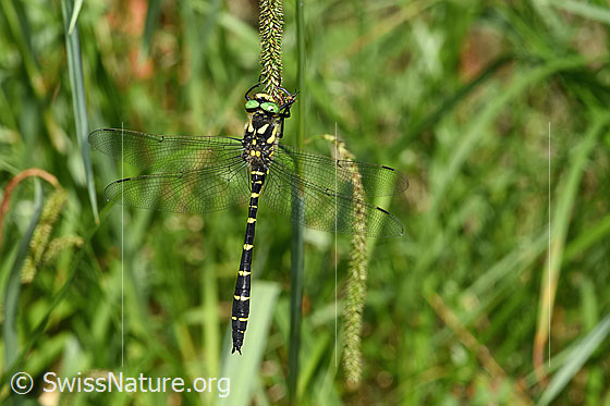 Foto: Gestreifte Quelljungfer (Cordulegaster bidentata). Ansicht von oben.