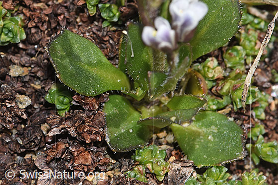 Foto: Bläuliche Gänsekresse (Arabis caerulea). Blätter und Stängel.