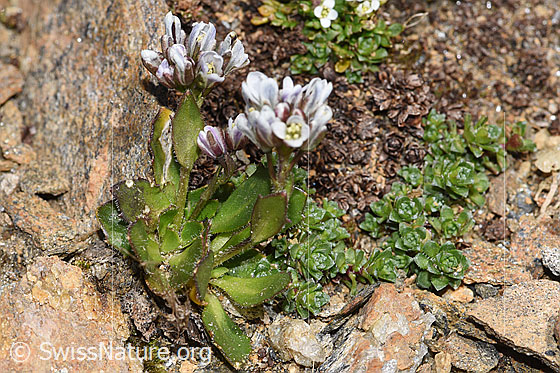 Foto: Bläuliche Gänsekresse (Arabis caerulea). Ganze Pflanze (Habitus).