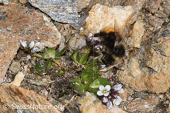 Foto: Berglandhummel (Bombus monticola) an Bläulicher Gänsekresse (Arabis caerulea). Länge 16mm. Ansicht von der Seite.