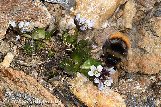 Foto: Berglandhummel (Bombus monticola) an Bläulicher Gänsekresse (Arabis caerulea). Länge 16mm. Ansicht von oben.