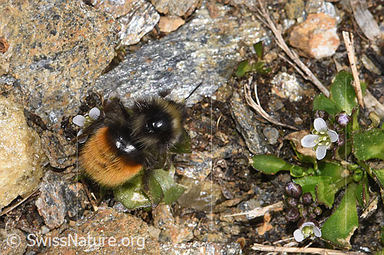 Photo: Bombus monticola on Arabis caerulea. Length 16mm. View from the side. View from above.