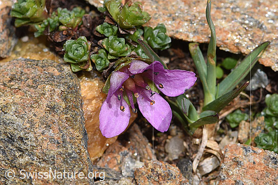 Foto: Gegenblättriger Steinbrech (Saxifraga oppositifolia). Blüte.