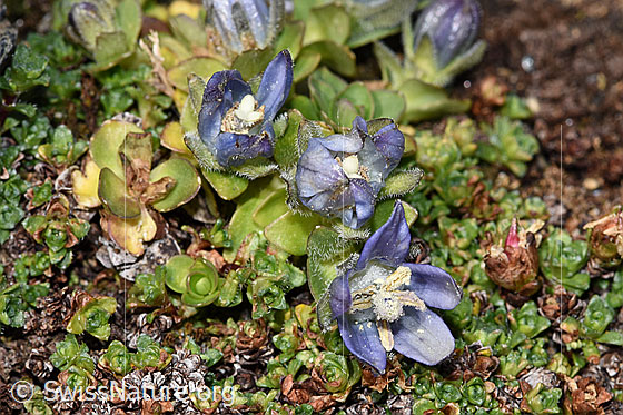 Photo: Campanula cenisia. Whole plant (habiti). Height: 15mm.