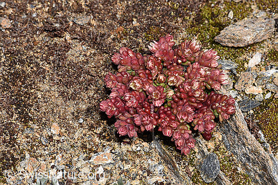 Foto: Dunkler Mauerpfeffer (Sedum atratum). Ganze Pflanze (Habitus). Höhe: ca. 3cm.