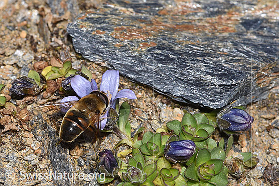 Photo: Eristalis tenax on Campanula cenisia. Length 14 - 16mm. Male. View from above.