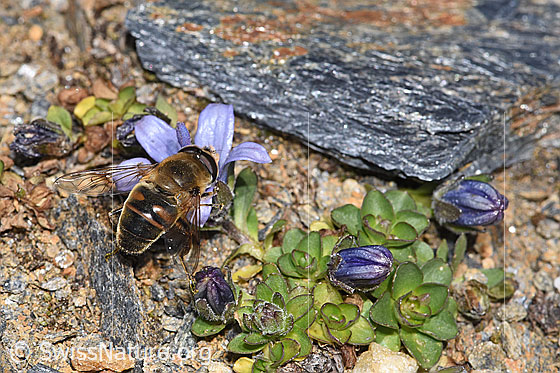 Photo: Eristalis tenax on Campanula cenisia. Length 14 - 16mm. Male. View from above.