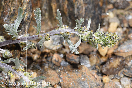 Foto: Ährige Edelraute (Artemisia genipi). Stängel, Stängelblätter und Blüten.
