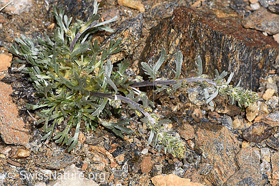 Foto: Ährige Edelraute (Artemisia genipi). Ganze Pflanze (Habitus). Ansicht von oben.