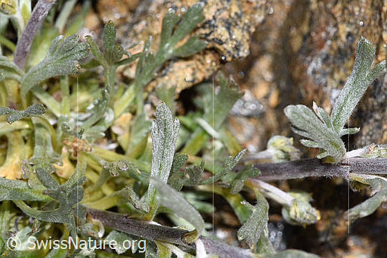 Foto: Ährige Edelraute (Artemisia genipi). Stängel, Stängelblätter und Grundblätter.