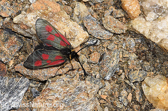 Foto: Alpen-Widderchen (Zygaena exulans). Flügel halb geöffnet. Ansicht von oben,
