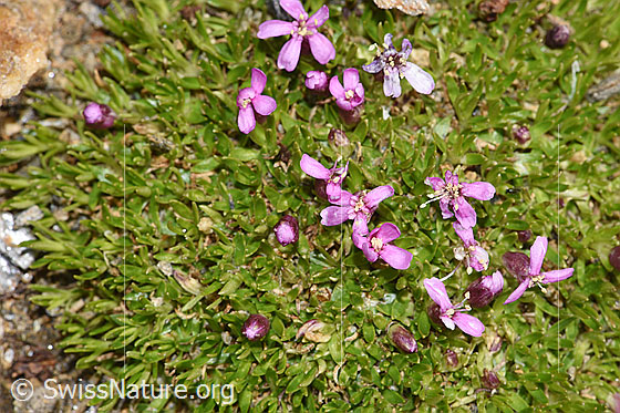 Photo: Silene acaulis. Whole plant (habiti). View from above.