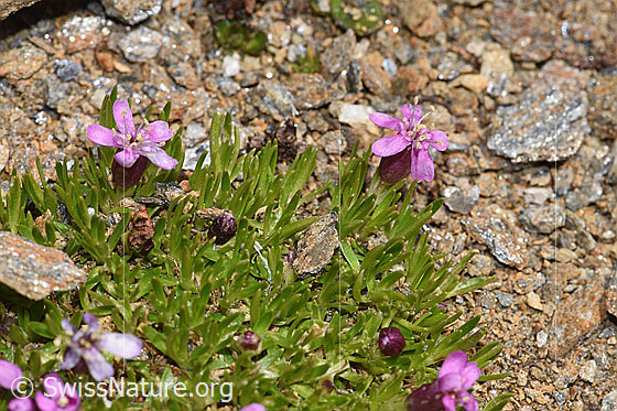 Photo: Silene acaulis. Blossoms and leaves. View from the side.