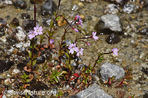 Foto: Alpen-Weidenröschen (Epilobium anagallidifolium). Ganze Pflanze (Habitus). Höhe = 9cm.