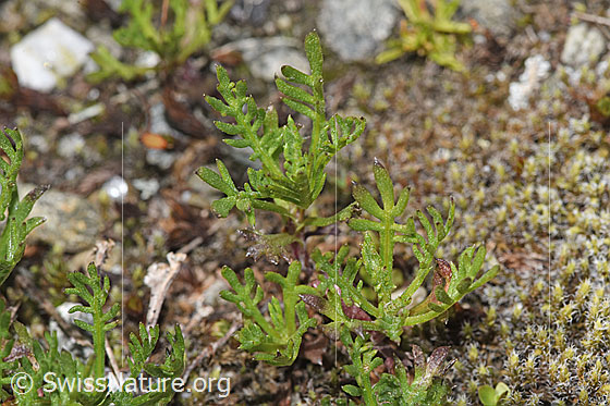 Foto: Moschus-Schafgarbe (Achillea erba-rotta ssp. moschata). Blätter.
