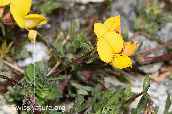 Foto: Alpen-Hornklee (Lotus alpinus). Blüten, Stängelblätter und Stängel.