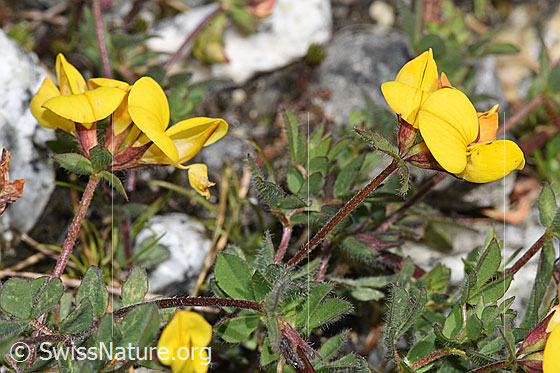 Foto: Alpen-Hornklee (Lotus alpinus). Blätter, Stängel und Blüten.