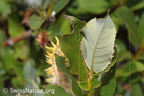 Foto: Sal-Weide (Salix caprea). Blattunterseite.