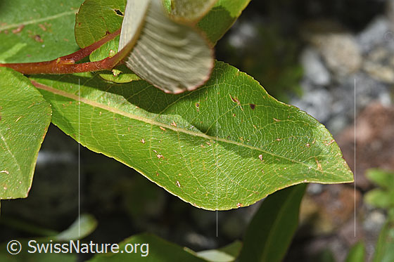 Foto: Sal-Weide (Salix caprea). Blattoberseite.