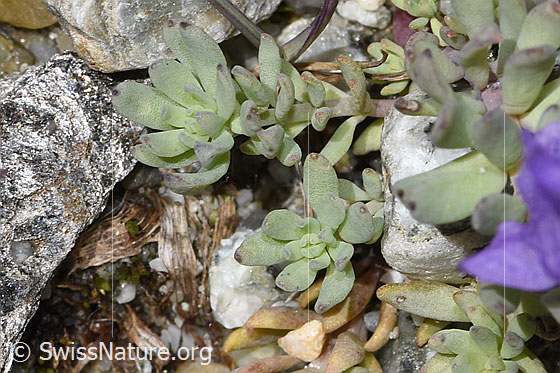 Foto: Alpen-Leinkraut (Linaria alpina). Blätter.