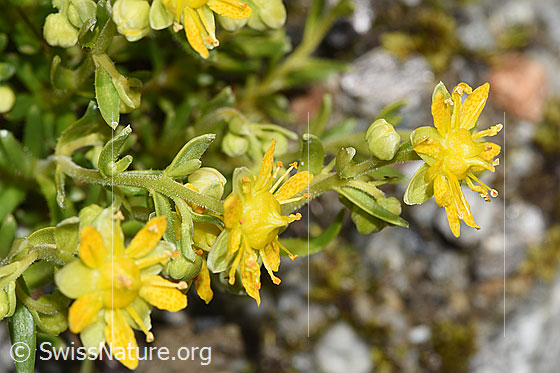 Foto: Bewimperter Steinbrech (Saxifraga aizoides). Blüten, Stängel und Stängelblätter. Höhe = 7cm.