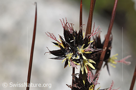 Foto: Jacquins Binse (Juncus jacquinii). Blüte. Ansicht von vorne.