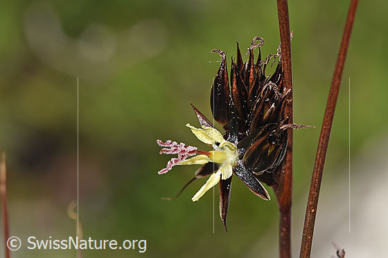 Foto: Jacquins Binse (Juncus jacquinii). Blüte. Ansicht von der Seite.