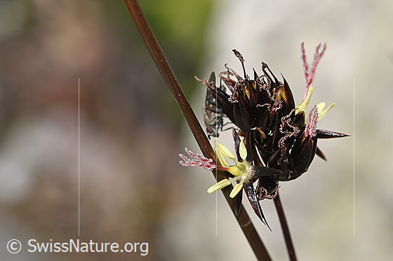 Foto: Jacquins Binse (Juncus jacquinii). Blüte. Ansicht von seitlich vorne.