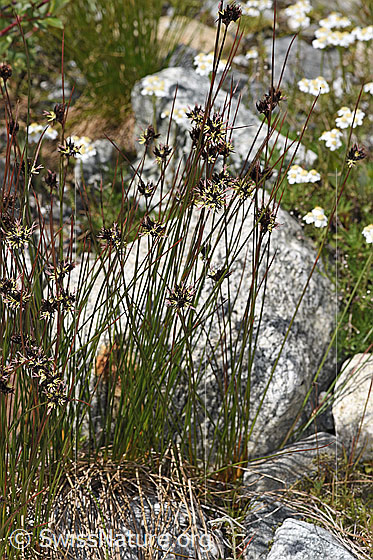 Foto: Jacquins Binse (Juncus jacquinii). Ganze Pflanze (Habitus). Höhe = 27cm.