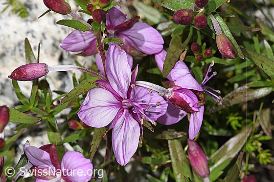 Foto: Fleischers Weidenröschen (Epilobium fleischeri). Blüten.