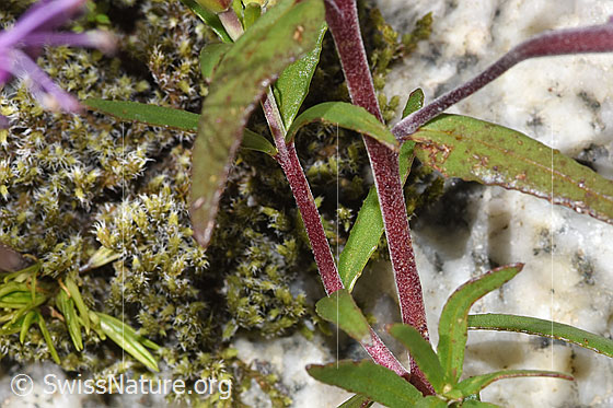 Foto: Fleischers Weidenröschen (Epilobium fleischeri). Stängel und Blätter.