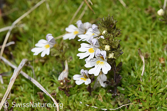Foto: Zwerg-Augentrost (Euphrasia minima). Ganze Pflanze (Habitus). Höhe = 25mm.