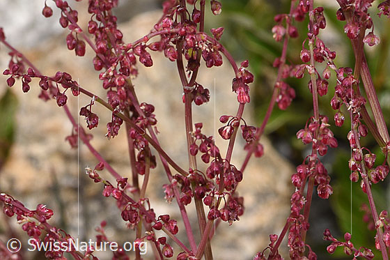 Foto: Schildblättriger Ampfer (Rumex scutatus). Blüten. Höhe der Pflanze = 34cm.