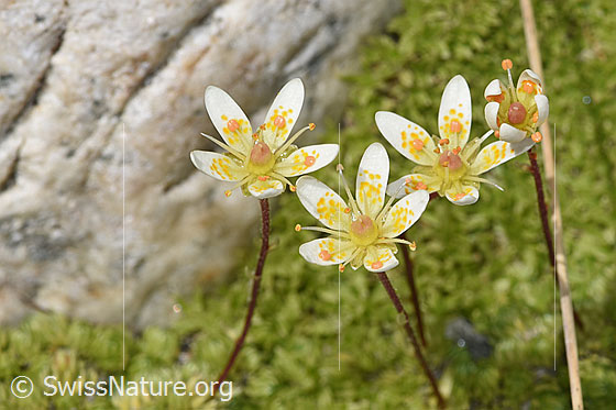 Foto: Moosartiger Steinbrech (Saxifraga bryoides). Blüten.