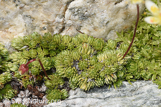 Foto: Moosartiger Steinbrech (Saxifraga bryoides). Blattrosetten.