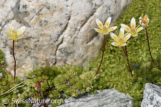 Foto: Moosartiger Steinbrech (Saxifraga bryoides). Ganze Pflanze (Habitus). Höhe = 45mm.
