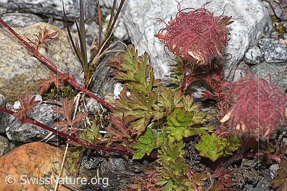 Foto: Kriechende Berg-Nelkenwurz (Geum reptans). Ganze Pflanze (Habitus). Verblüht. Höhe = 5cm.