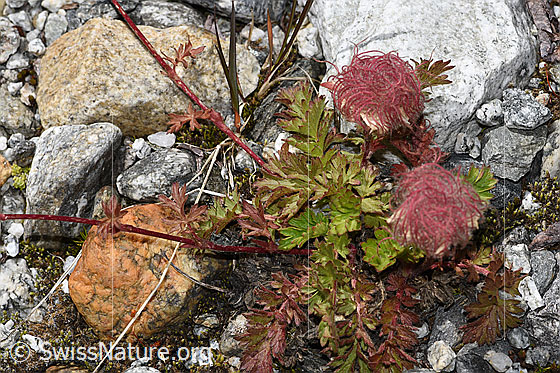 Foto: Kriechende Berg-Nelkenwurz (Geum reptans). Blätter und Ausläufer.